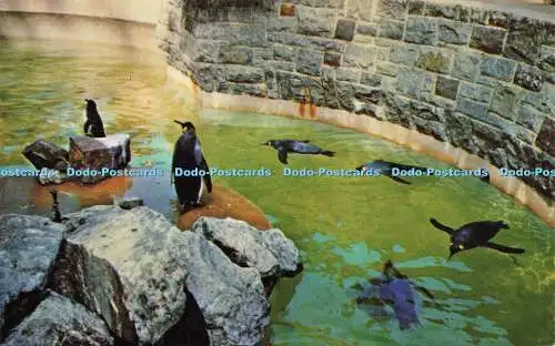 R579790 Vancouver B C Pinguine im Stanley Park Zoo W J Gibbons A M P A Karte Nr V