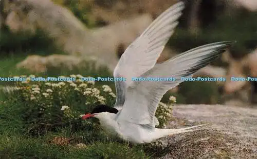 R579862 A Common Tern Alights F E Gibson Natural Colour Series