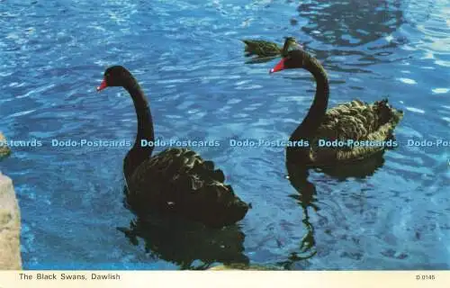 R582030 Dawlish The Black Swans E T W Dennis Photocolour