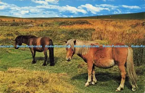 R579994 Devon Dartmoor Ponys N P O Dexter Litho Kanada T 1974