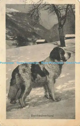 R586060 Bernhardinerhund Kilchberg Wehrli A G 1913