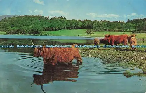 R580090 Scotland West Highland or Kyloe Cattle N P O Fotocolor 1970