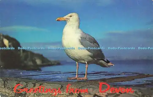 R582365 Grüße aus Devon Sea Gull Plastichrome A W Besley 1964