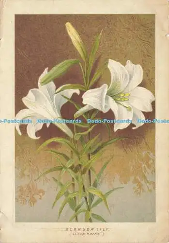 R586415 Bermuda Lily R Vincent