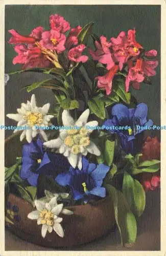 R586452 Edelweiß Gentiana Kochiana Gyger und Klopfenstein 1954