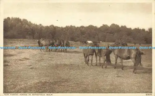 R586609 New Forest Ponys in Rhinefield Walk Photochrom