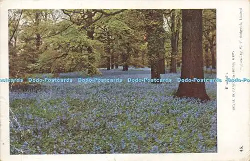 R586981 Kew Royal Botanic Gardens Bluebells W F Sedgwick 1926