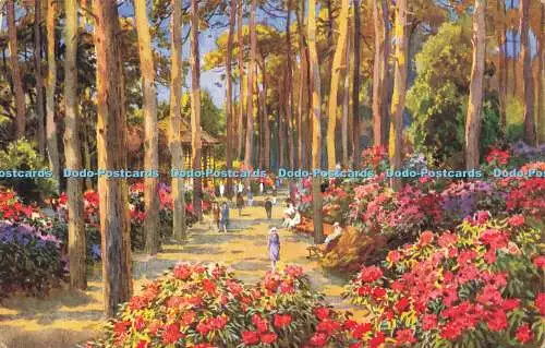 R587672 Pine Walk Bournemouth E W Haslehust A Vivian Mansell Fine Art Publishers