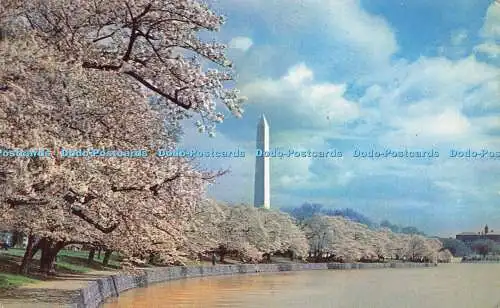 R588087 Washington Monument and Cherry Blossoms Washington D C Plastichrome Colo