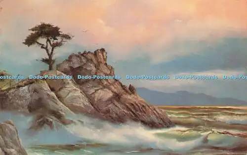 R594627 Die wundersame Monterey-Zypresse entlang der Monterey Bay Verna McCubbin Dext