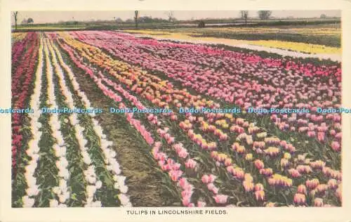 R592496 Tulpen in Lincolnshire Fields Garten- und Blumenserie