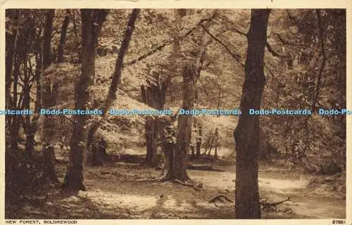 R596839 New Forest Boldrewood 87881 Photochrom