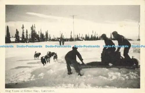 R592730 Dog Team at Goose Bay Labrador Fotogelatine Gravur