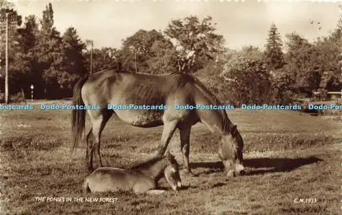 R589322 Ponys in New Forest C M 1933 Thunder and Clayden 1957