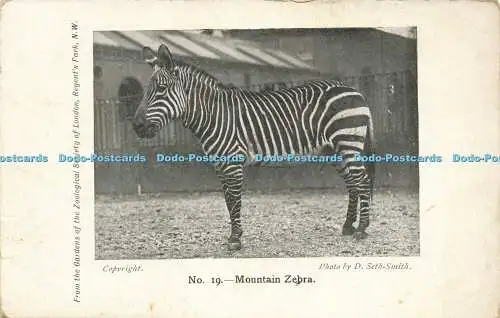 R593077 Mountain Zebra Gardens of the Zoological Society of London No 19 D Seth