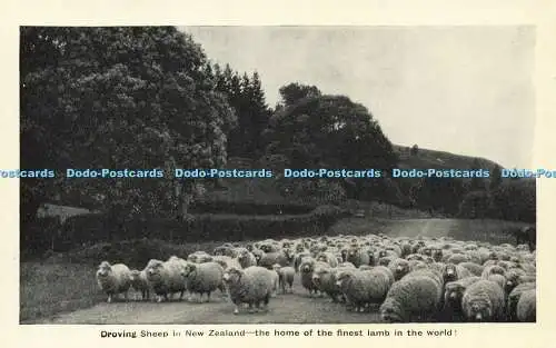 R589482 Driving Sheep in New Zealand Home of finest lamb in world