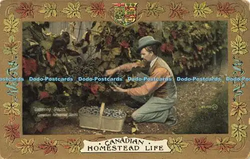 R591509 Canadian Homestead Life Gathering Grapes Canadian Homestead Series 10303