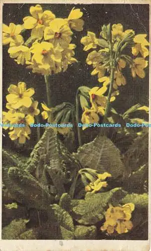 R589665 Blumen 1944