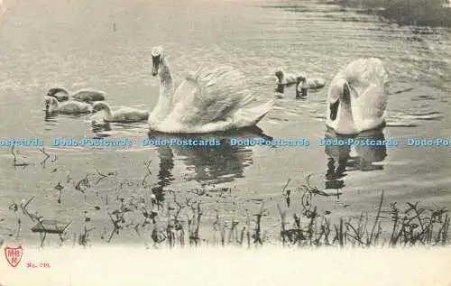 R593631 Schwäne mit kleinen Schwänen im See M B M Nr 710