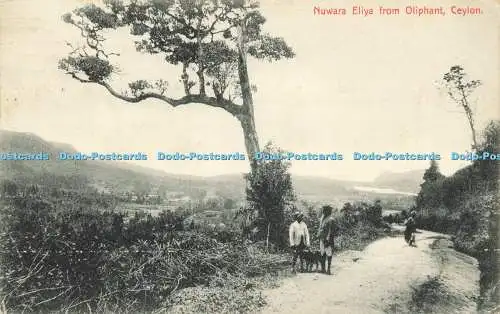 R595846 Nuwara Eliya aus Oliphant Ceylon Platte