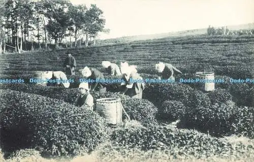 R593892 Frauen arbeiten auf dem Feld Postkarte