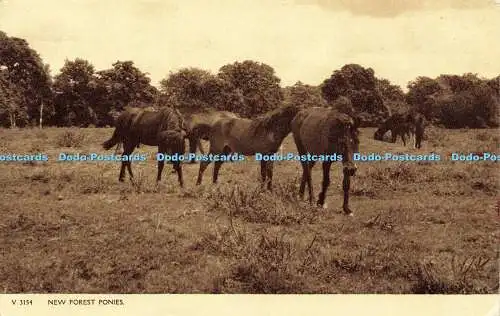 R596143 V 3154 New Forest Ponys Photochrom 1957