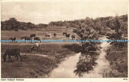 R594460 New Forest Ponies E A Sweetman Solograph Series De Luxe Photogravure
