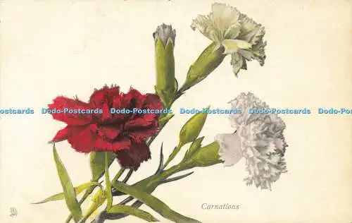 R594486 Nelken Steckblume Postkarte 6908