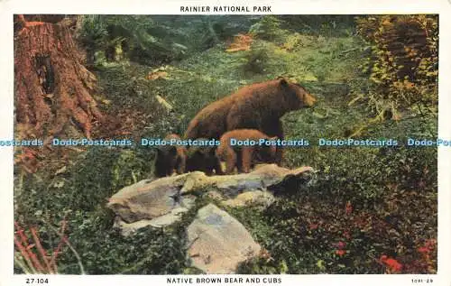 R598824 Native Brown Bear and Cubs Rainier National Park C T American Art Colour