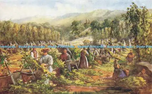 R599254 Kentish Picking Hop Pickers at Work J Salmon C Essenhigh Corke 1906