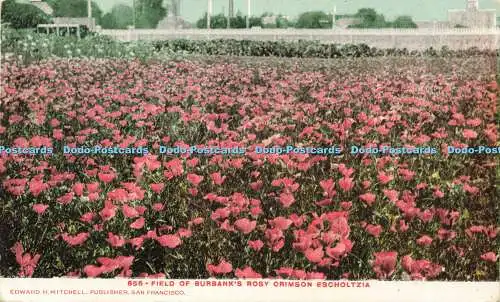 R602348 856 Field of Burbanks Rosy Crimson Escholtzia Edward H Mitchell