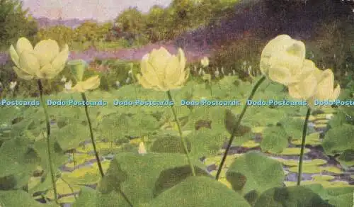 R602951 Nelumbo lutea North American Lotus or Water Chinquapin L W Brownell W Fe