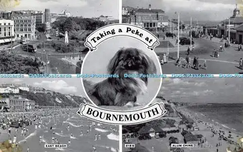 R609876 Einen Peke bei Bournemouth The Square Pier Approach East Beach Multi V