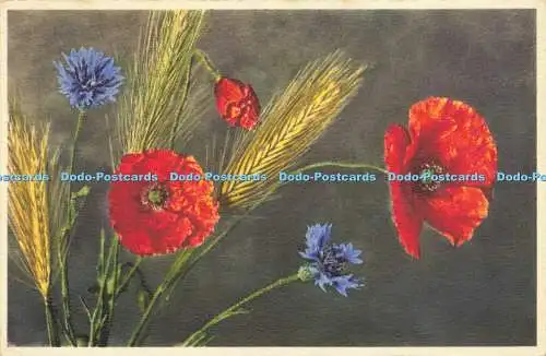 R601570 2967 Papaver Rhoeas b Maismohn E Gyger 1958