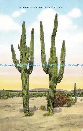 R603140 Sahuarokaktus in der Wüste E C Kropp