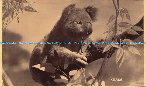 R609992 Koala J S Postkarte