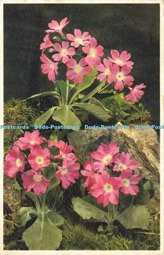 R603228 Primula Viscosa J Burrow No 206 1940