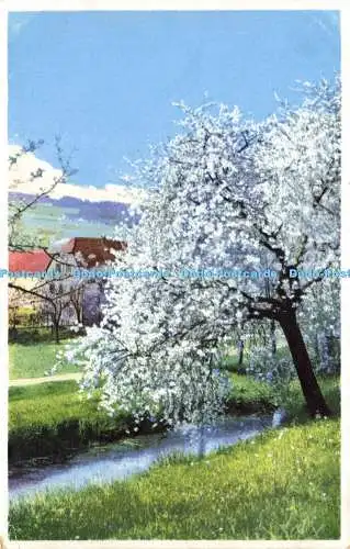 R603274 Frühlingsblüher Baum an der Nenke und Ostermaier Photochromie Ser