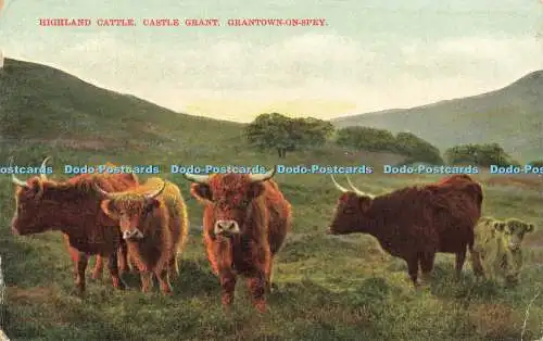 R601852 Highland Cattle Castle Grand Grantown on Spey J Thomson