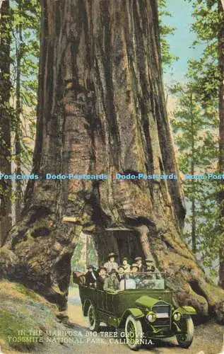 R610158 In Mariposa Big Tree Grove Yosemite National Park California Cardinell V