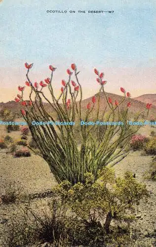 R603333 Ocotillo on the Desert E C Kropp