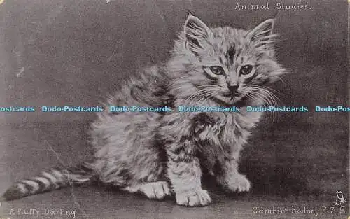 R605617 Animal Studies Fluffy Darling Cambier Bolton F Z S Cat Tuck Silverette 6