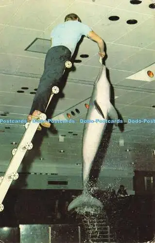 R603465 England Sussex Dolphins at Brighton Aquarium Photo Precision