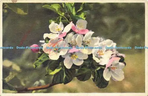 R608253 Apple Blossoms J Burrow No 315 1936