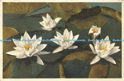 R608278 White Water Lily J Burrow E Gyger 1936