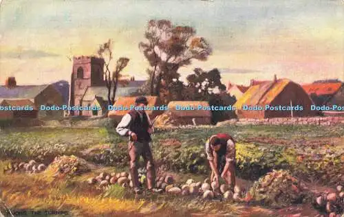 R602126 Among the Turnips Country Life Series V Tuck 9180 1906