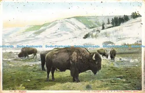 R608636 Buffalo W S und A F Berry Nr 37 1906