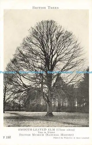 R610847 British Museum Natural History British Trees Smooth Leaved Ulm Tree in W