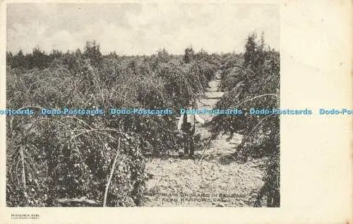 R608814 Cal Prune Orchard in Bearing near Hanford M Rieder