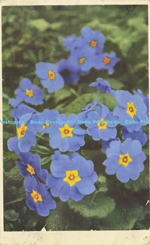 R604136 Blue Wild Flowers W E Mack No 135 1942